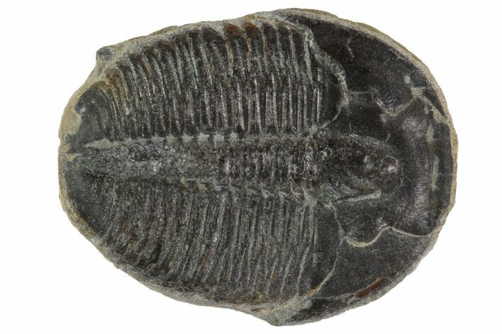 Elrathia Trilobite Fossil - Utah #97045
